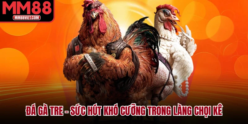 Đá gà tre – Sức hút khó cưỡng trong làng chọi kê