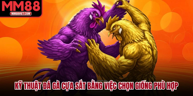 Kỹ thuật đá gà cựa sắt bằng việc chọn giống phù hợp